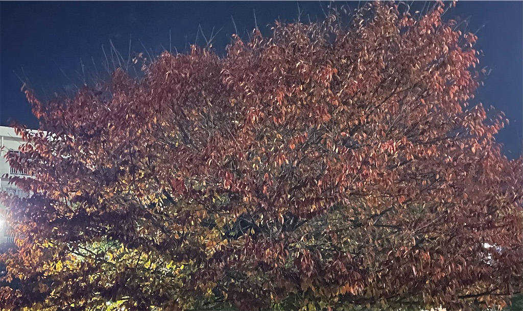 f:id:kotonasa:20251122123511j:image
