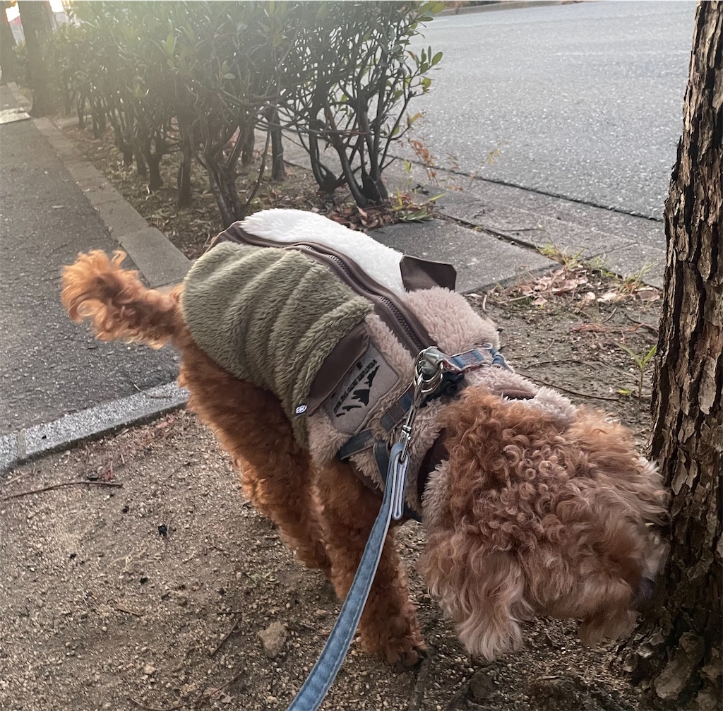 f:id:kotonasa:20260101153548j:image