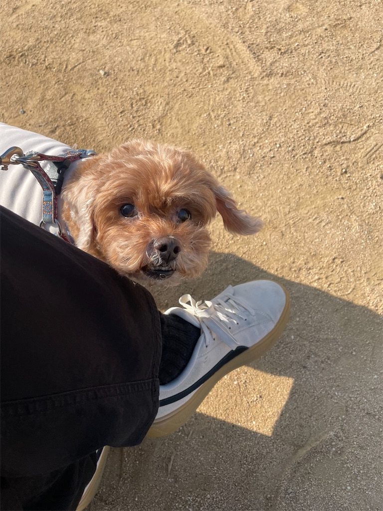 f:id:kotonasa:20260117205756j:image