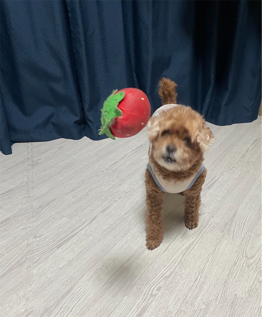 f:id:kotonasa:20260226224611j:image