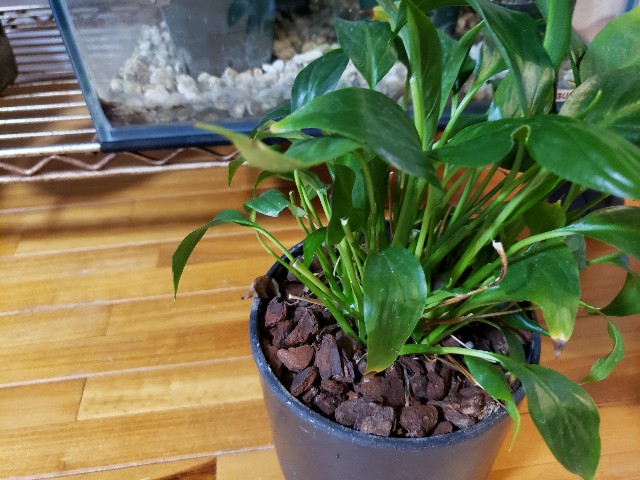 f:id:kotori11:20190513175454j:image f:id:kotori11:20190513175454j:image
