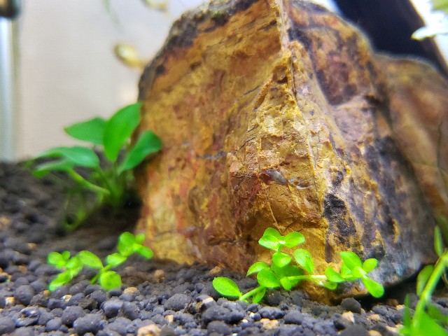 f:id:kotori11:20190515152052j:image f:id:kotori11:20190515152052j:image