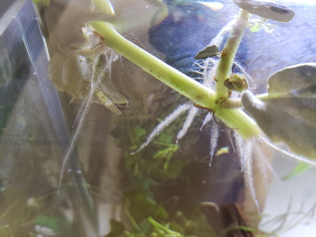 f:id:kotori11:20190515152103j:image f:id:kotori11:20190515152103j:image