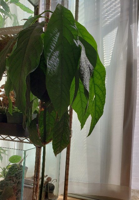 f:id:kotori11:20190522225500j:image f:id:kotori11:20190522225500j:image