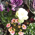 f:id:kotorica:20100103140946j:image f:id:kotorica:20100103140946j:image