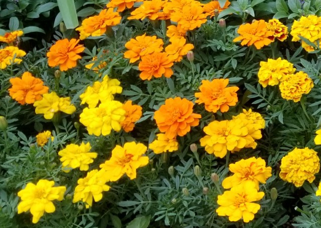 f:id:kotorin123:20200305212433j:plain