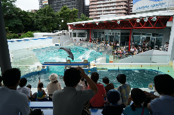 しながわ水族館 - ジッと手をみる日記