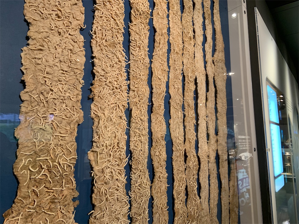 【閲覧注意！】あなたの知らない、寄生虫(鉤頭虫)くんの大冒険 KOTOの理科的つぶやき