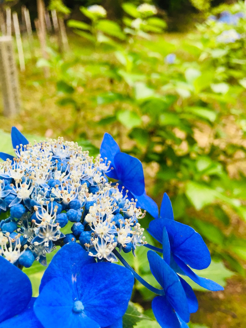 f:id:kototamakotonomama:20190625140227j:plain
