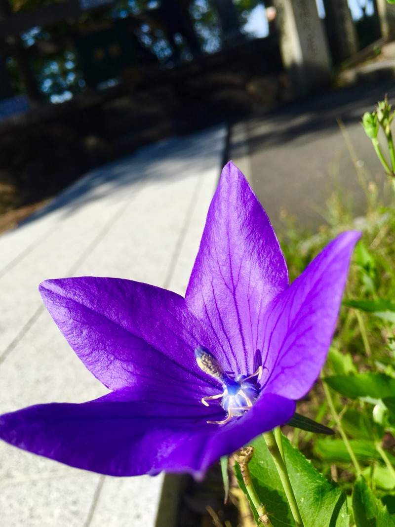 f:id:kototamakotonomama:20190625140725j:plain