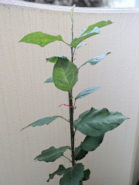 f:id:kotsu_oba:20250629210422j:image