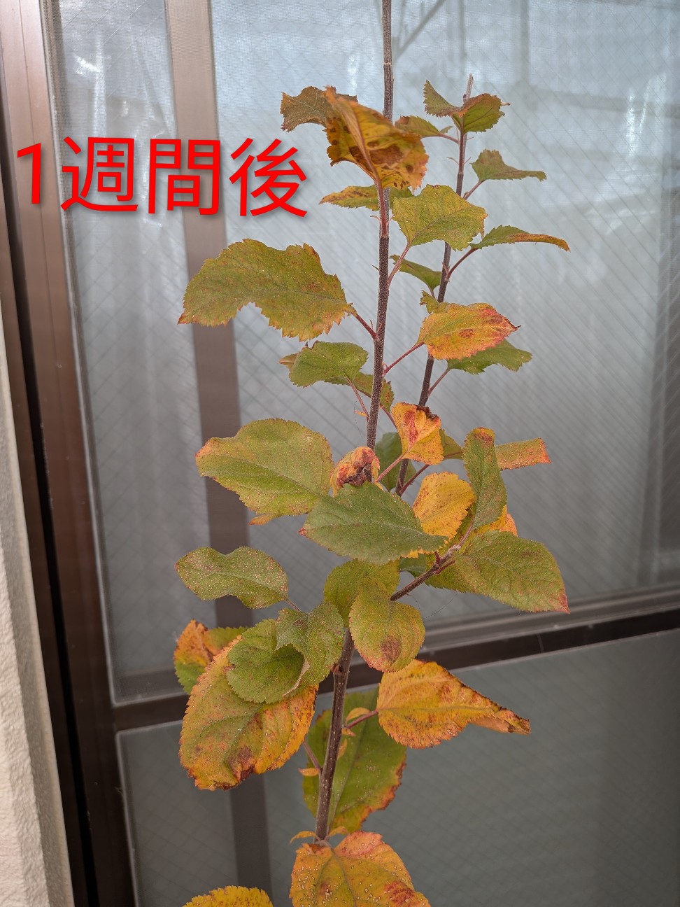 f:id:kotsu_oba:20251221225126j:image