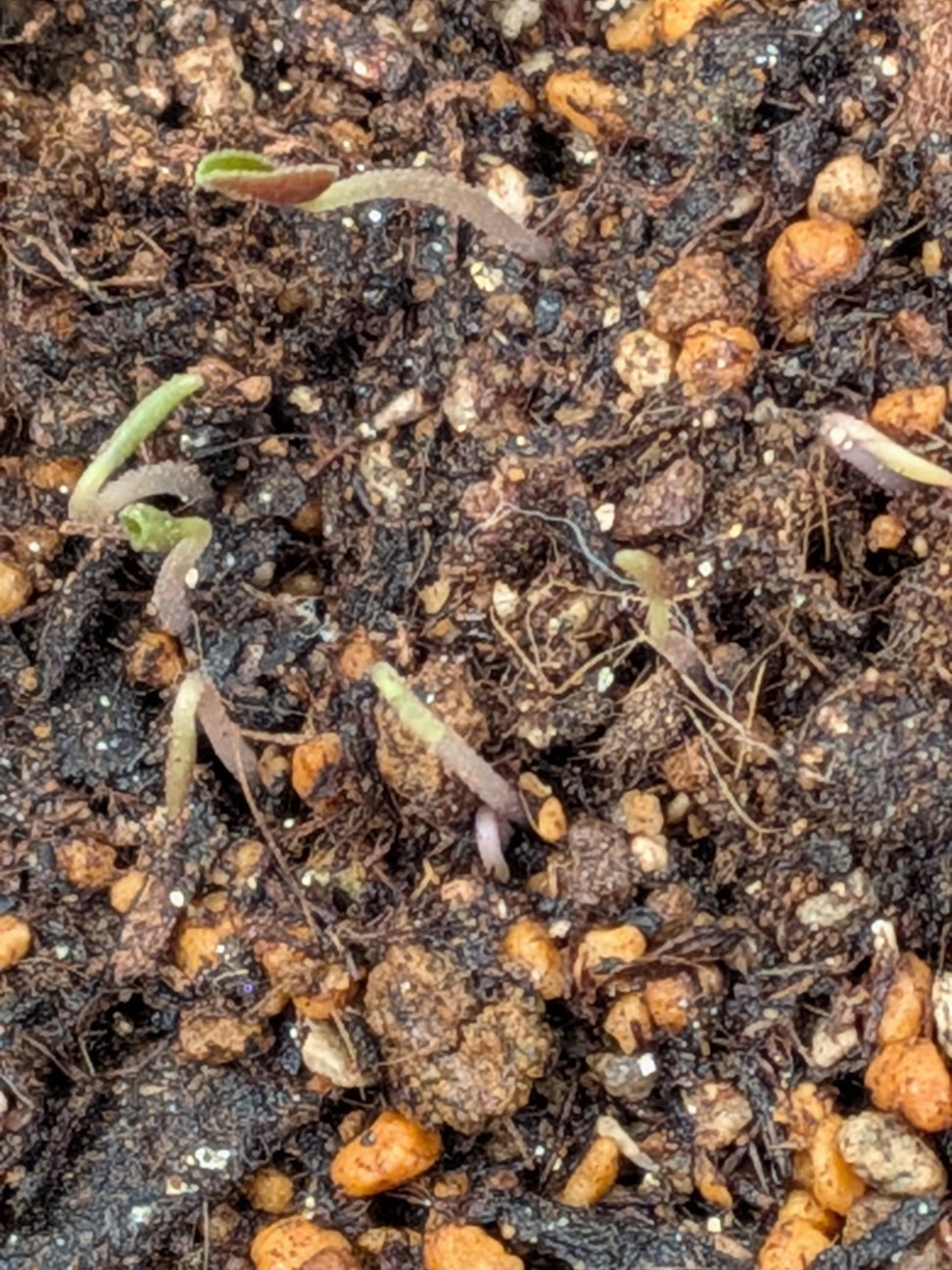 f:id:kotsu_oba:20251221225144j:image