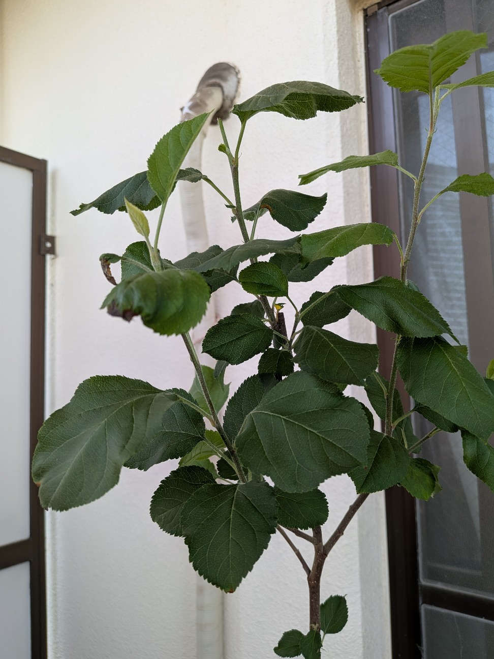 f:id:kotsu_oba:20260602224130j:image