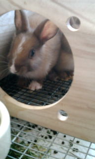 f:id:kotubu-momoyama:20110807082425j:image