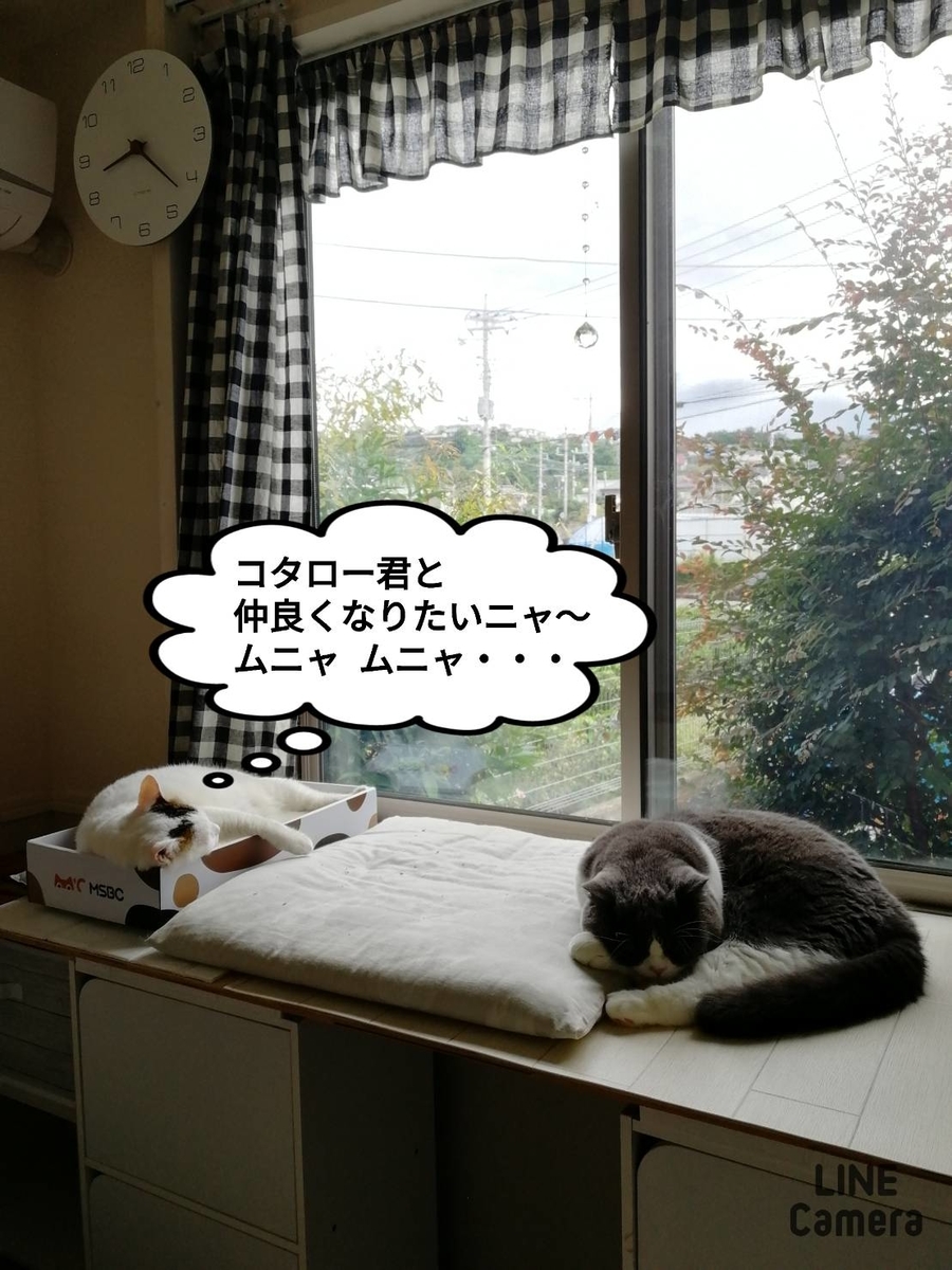 f:id:kotubutubu3253:20201214100901j:plain