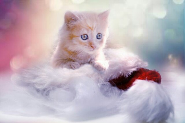 f:id:kotukotunk:20170912172838j:plain f:id:kotukotunk:20170912172838j:plain