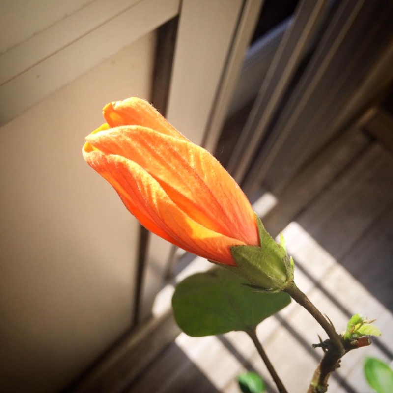f:id:kou-me:20160126215053j:image:w300:left