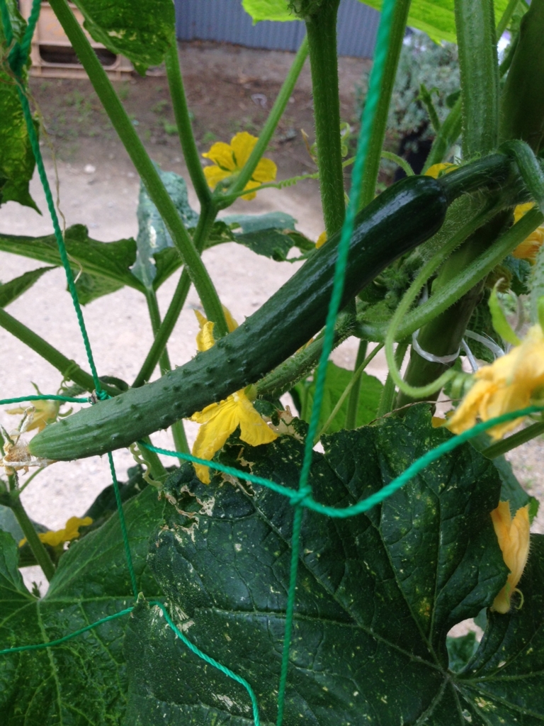 f:id:kou-zii:20160628092959j:plain