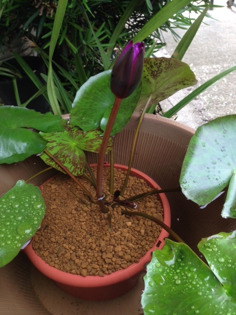 f:id:kou-zii:20160628093243j:plain