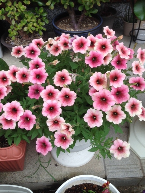 f:id:kou-zii:20160717225251j:plain