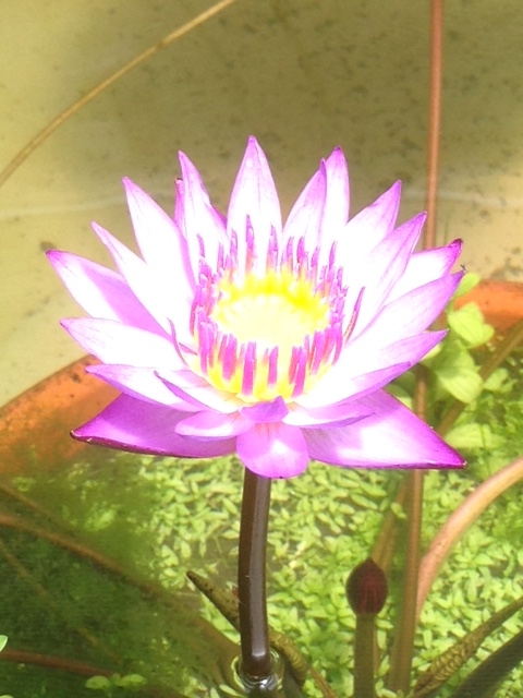 f:id:kou-zii:20160717225626j:plain