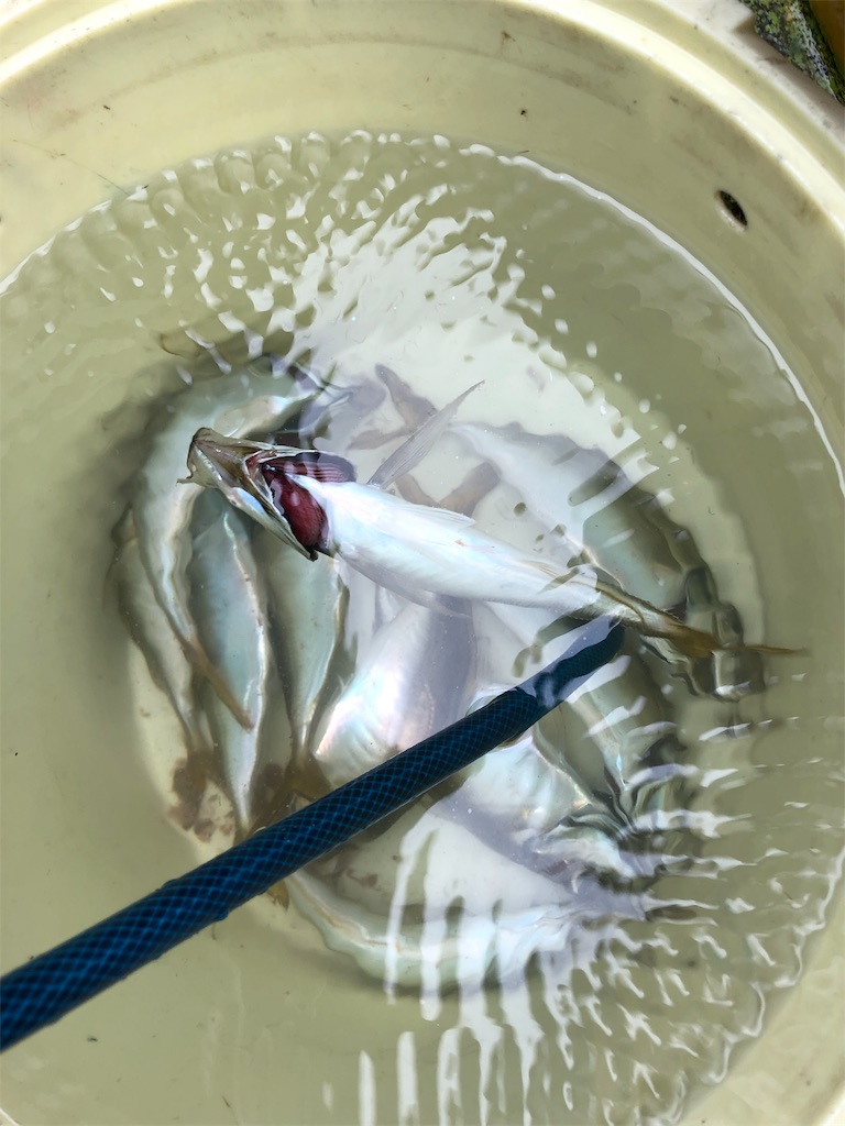 f:id:kou0051:20191129151501j:image