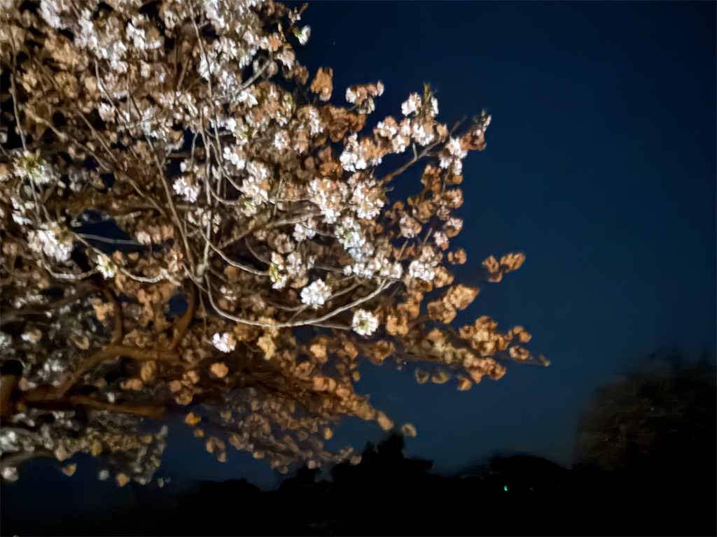 f:id:kou0051:20250515121415j:image