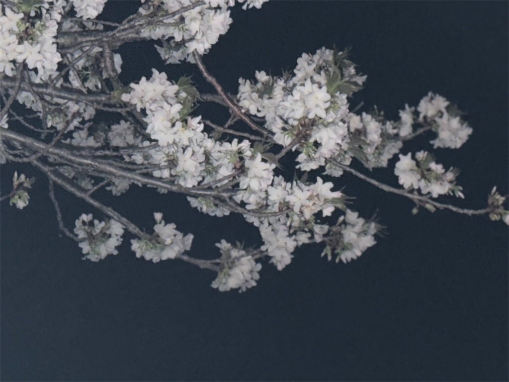 f:id:kou0051:20250515121516j:image