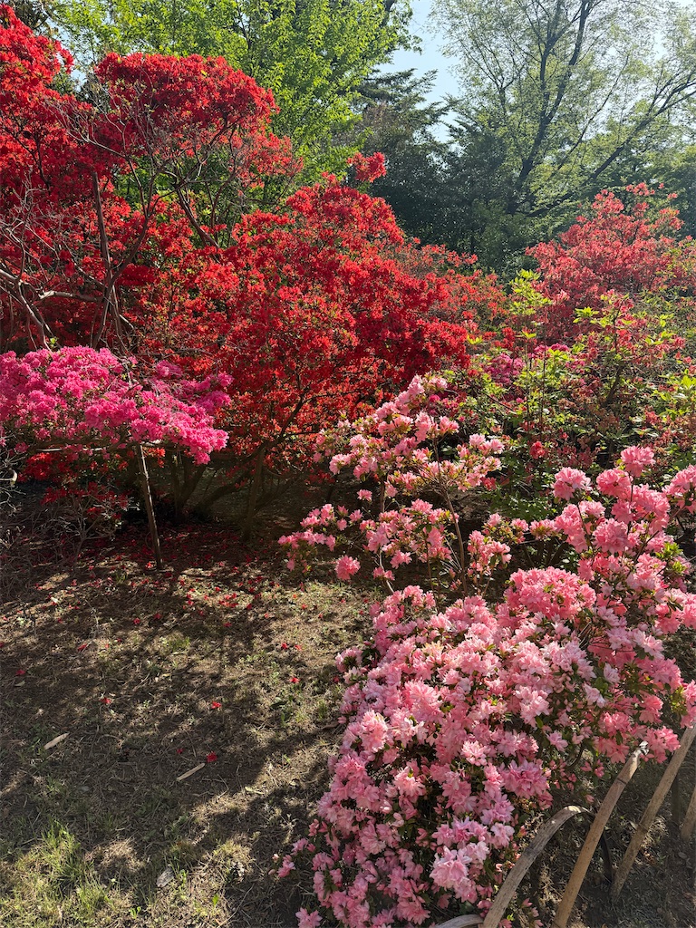 f:id:kou0051:20250516112627j:image