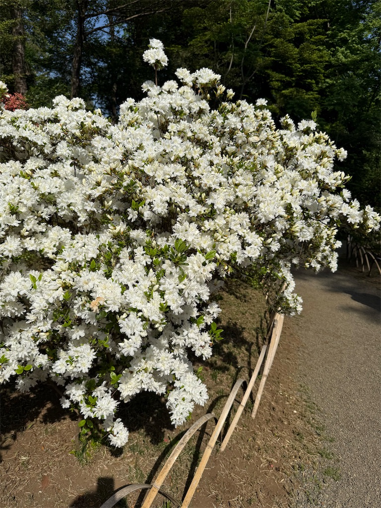 f:id:kou0051:20250516112638j:image