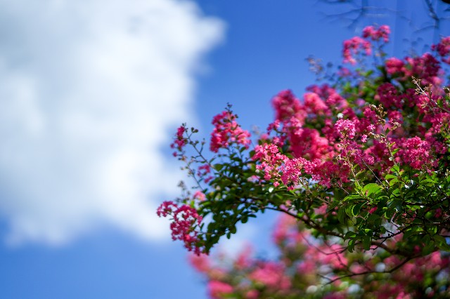 f:id:koucredo:20190904190800j:plain f:id:koucredo:20190904190800j:plain