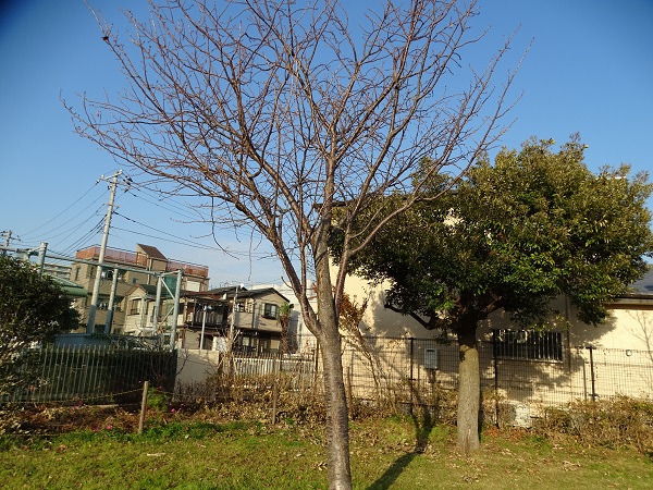 イメージ 4