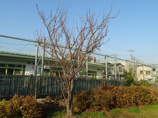 イメージ 9