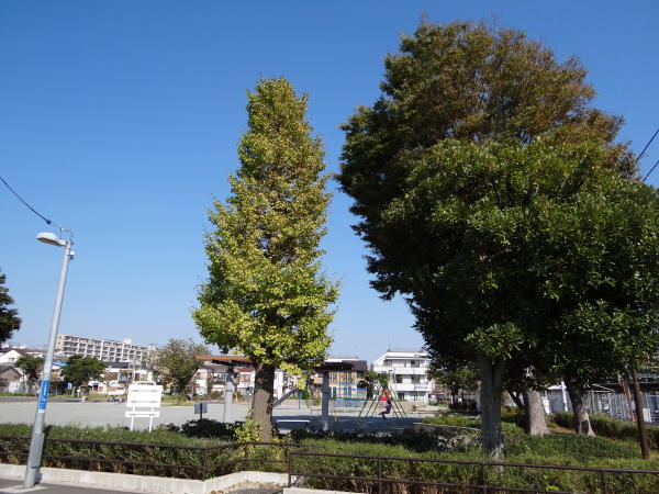 イチョウの雄株 雌株について 公園の草木