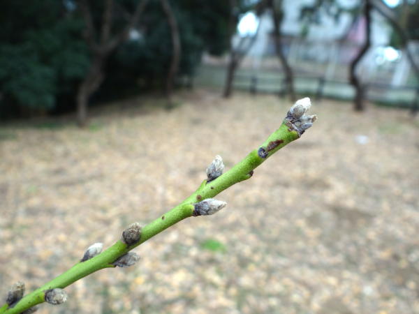 イメージ 8