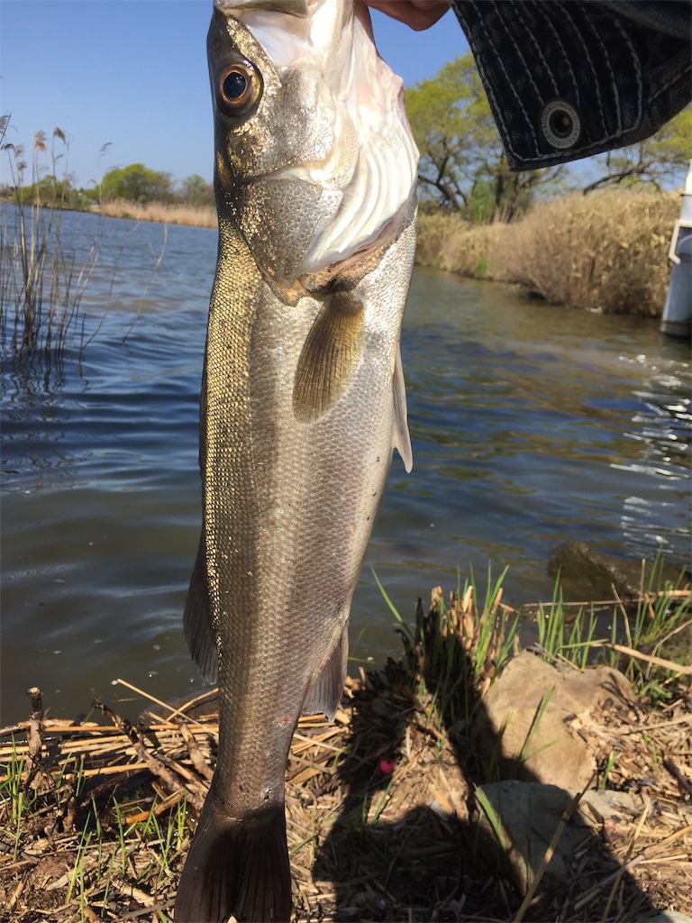 f:id:kougagennosuke:20190811195712j:image f:id:kougagennosuke:20190811195712j:image