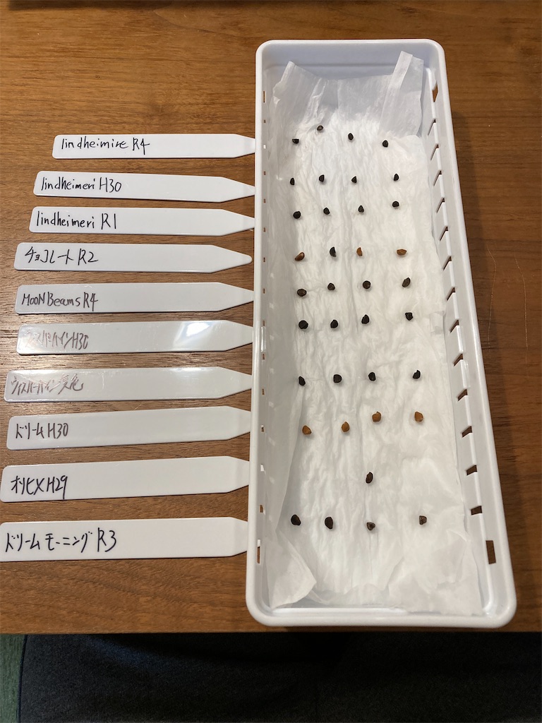 f:id:kouhaitoukabu:20230526123531j:image f:id:kouhaitoukabu:20230526123531j:image
