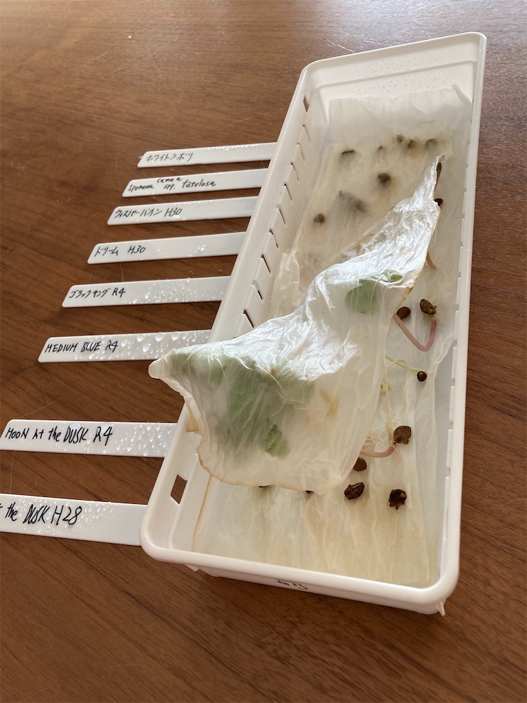 f:id:kouhaitoukabu:20230526124303j:image f:id:kouhaitoukabu:20230526124303j:image