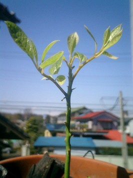 の画像