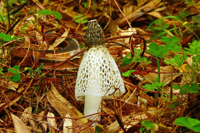 キヌガサタケ・アミガサタケ - 異世界転生する前に