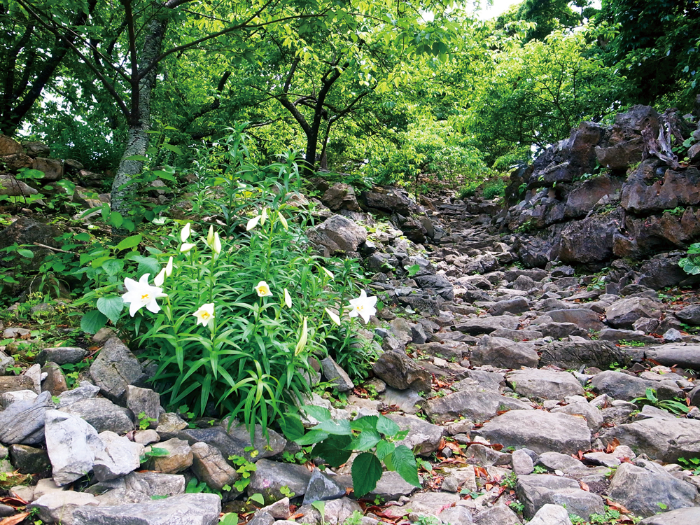 f:id:kouji-katayanagi:20190522230945j:plain f:id:kouji-katayanagi:20190522230945j:plain