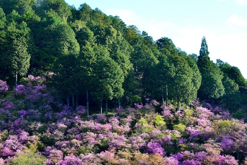 京都新聞写真コンテスト　鮮やか山肌