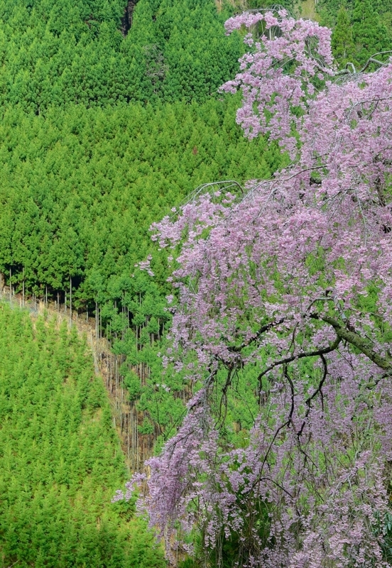 京都新聞写真コンテスト　北山の春