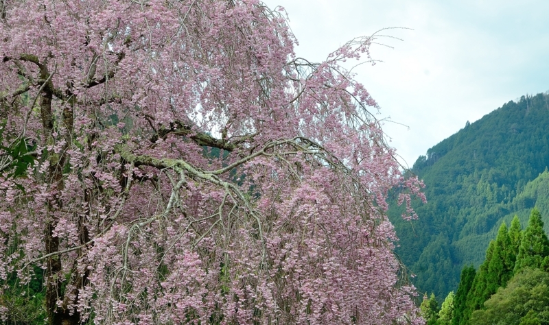 京都新聞写真コンテスト　花の宴