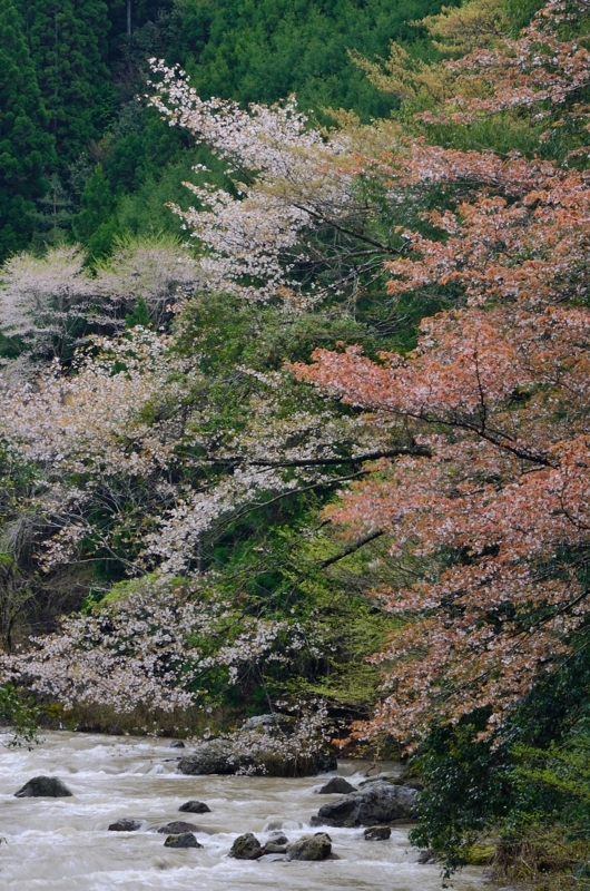 京都新聞写真コンテスト　渓流の春