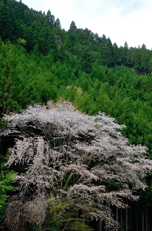 京都新聞写真コンテスト　山桜咲く頃