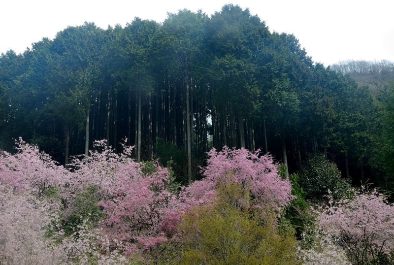 京都新聞写真コンテスト　色とりどりの花姿