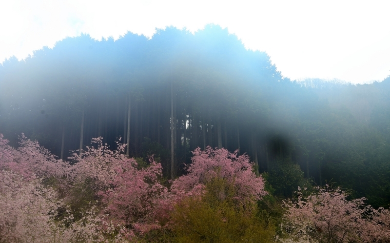 京都新聞写真コンテスト　朝霧