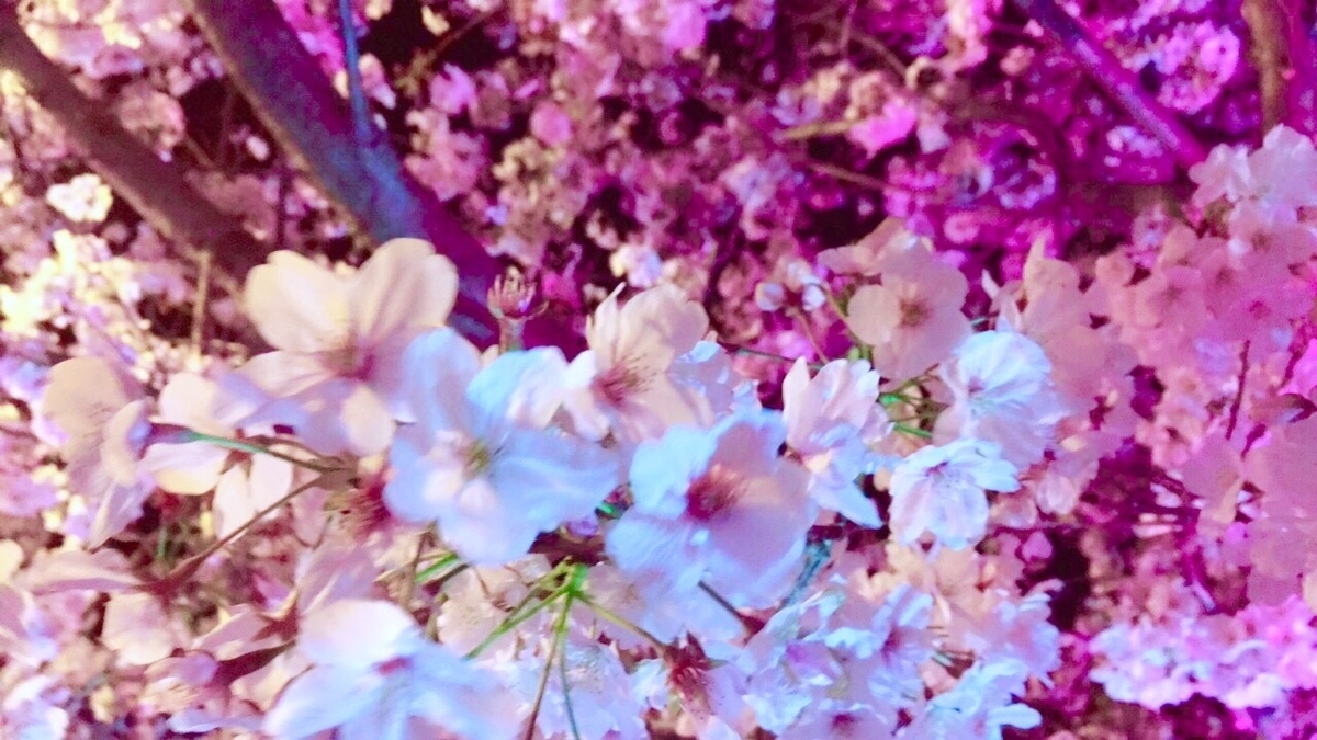 f:id:koukandairy:20190504083432j:plain